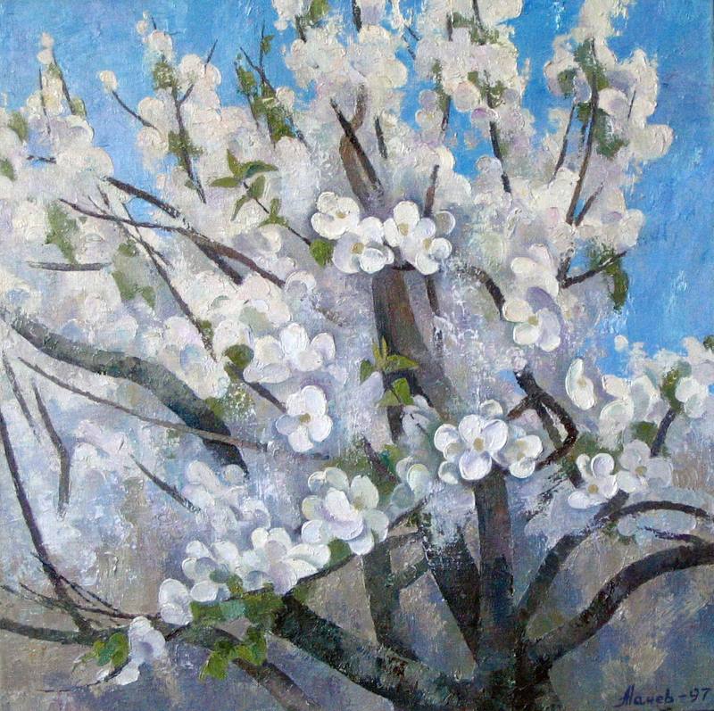 Apples flowering — Natchev Anatoly