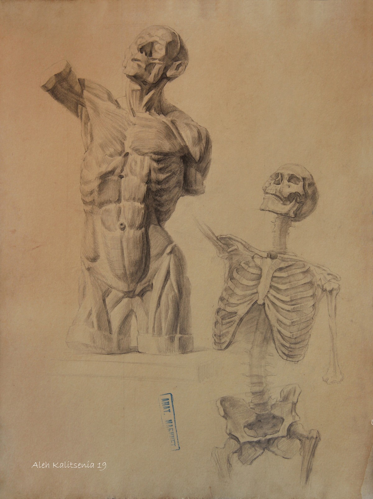 Munich torso and human skeleton, front view. 2019 — Kalitsenia Aleh