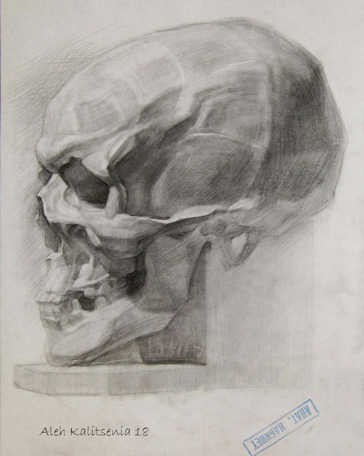 Skull in profile. 2018. — Kalitsenia Aleh